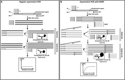 Novel Strategies to Optimize the Amplification of Single-Stranded DNA